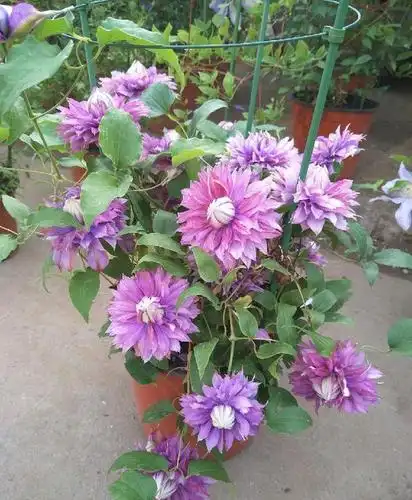 铁线莲中的"高端"品种,新老枝都开花,养护简单