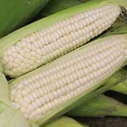 约巢 白糯玉米棒 3斤