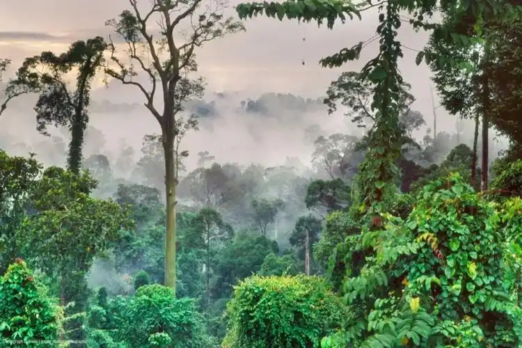 海南热带雨林你了解多少来一起探索