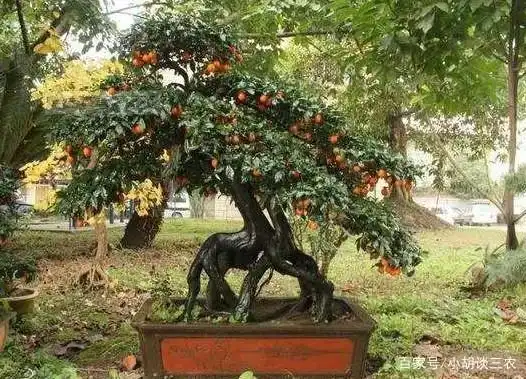 美丽的珊瑚豆,可做药,可食用