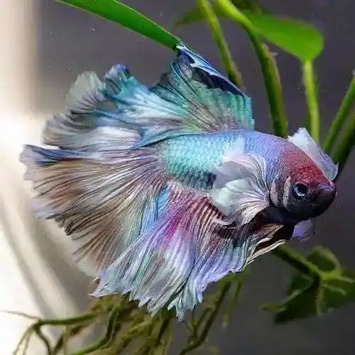 超美的水中天使,六十种名字优雅好听的观赏鱼爆美图片欣赏