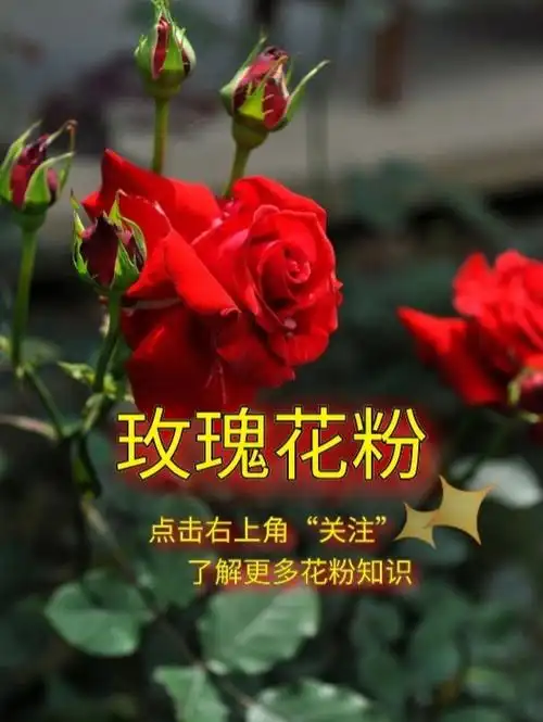 玫瑰花95,别名徘徊花,刺玫花,笔头花,是蔷薇科蔷薇属落叶灌木植物▽