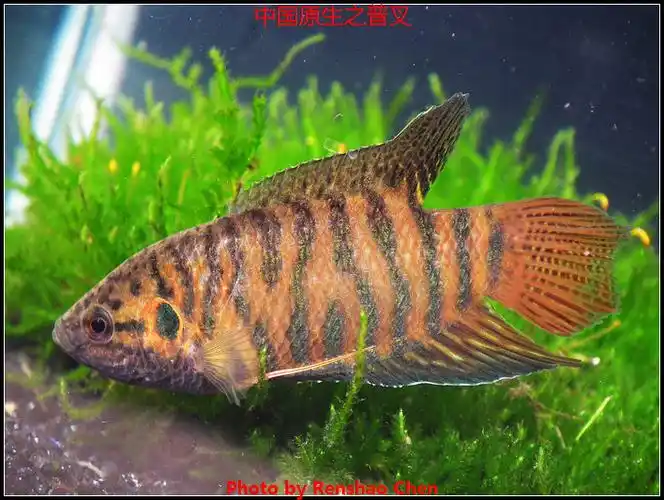 野采之中国斗鱼---福建普叉