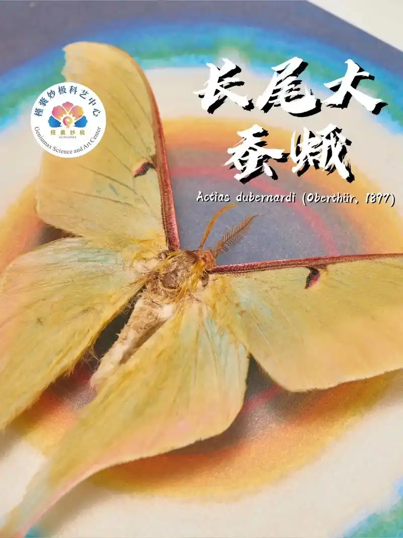 1.长尾大蚕蛾的名称及拉丁学名 - 抖音
