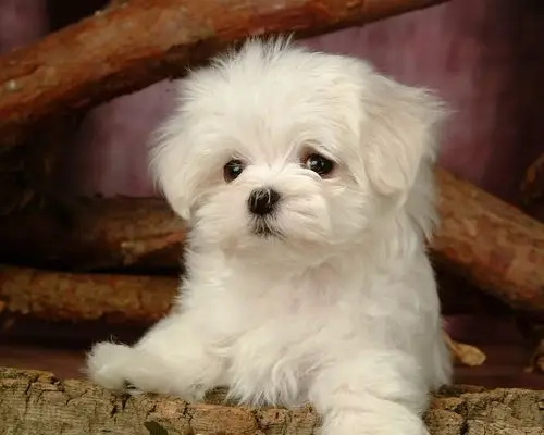 毛茸茸小狗狗写真壁纸