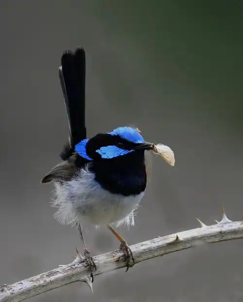 鸟 澳洲 吃虫的鸟 berry17