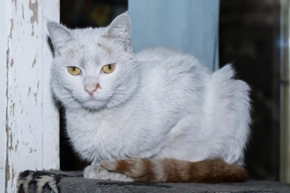 拉波卷毛猫在纯种猫中尤为罕见,它们不仅是美丽的