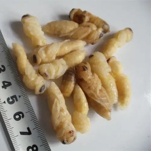 七果果禽肉 生黄蜂蛹 幼蛹 胡蜂蛹 大马蜂蛹 500g
