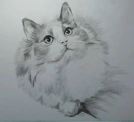 教程| 可爱猫咪素描教程,毛发还可以这样塑造?-学习经验分享
