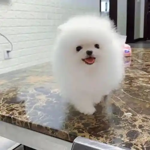 茶杯犬活物-特价促销-优惠券领取-价格|多少钱|什么