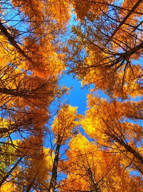 寻梦,阿尔山森林公园