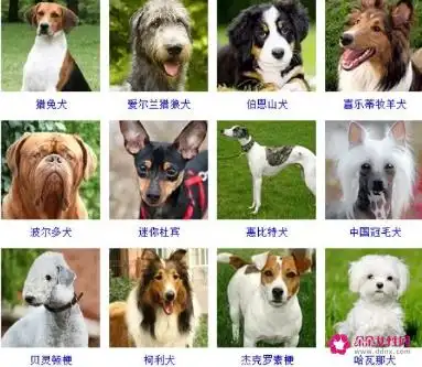 100种名犬排行图片1