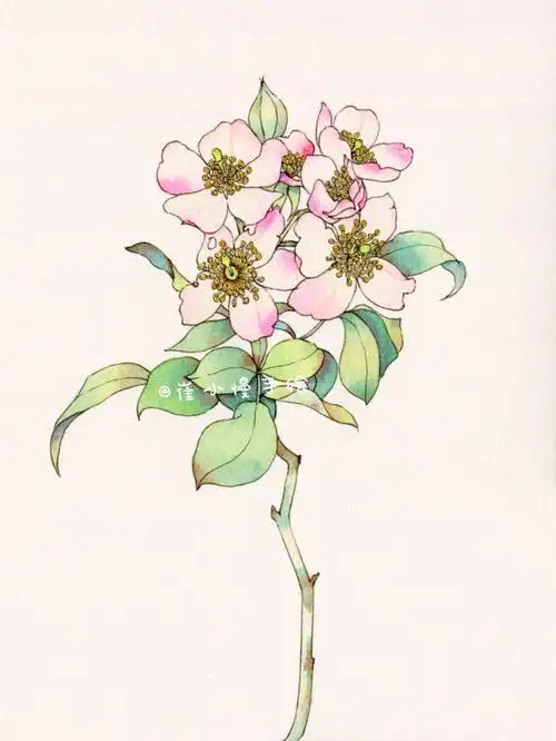 水彩蔷薇花附线稿