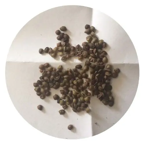 10月中旬,历时半年,我们丰收了第一波含羞草的种子