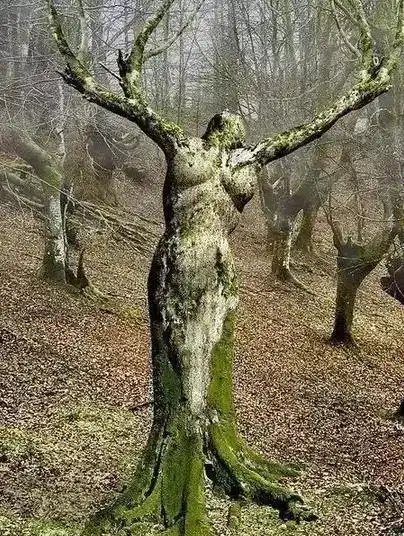 32张诡异的大树图片,见过1张算你牛!