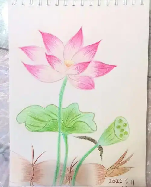 彩铅荷花