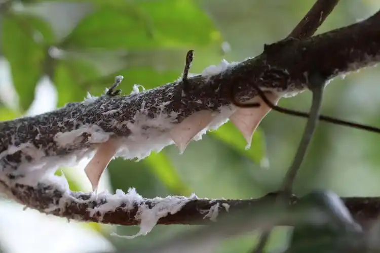 龙眼园白蛾蜡蝉暴发果农注意防治