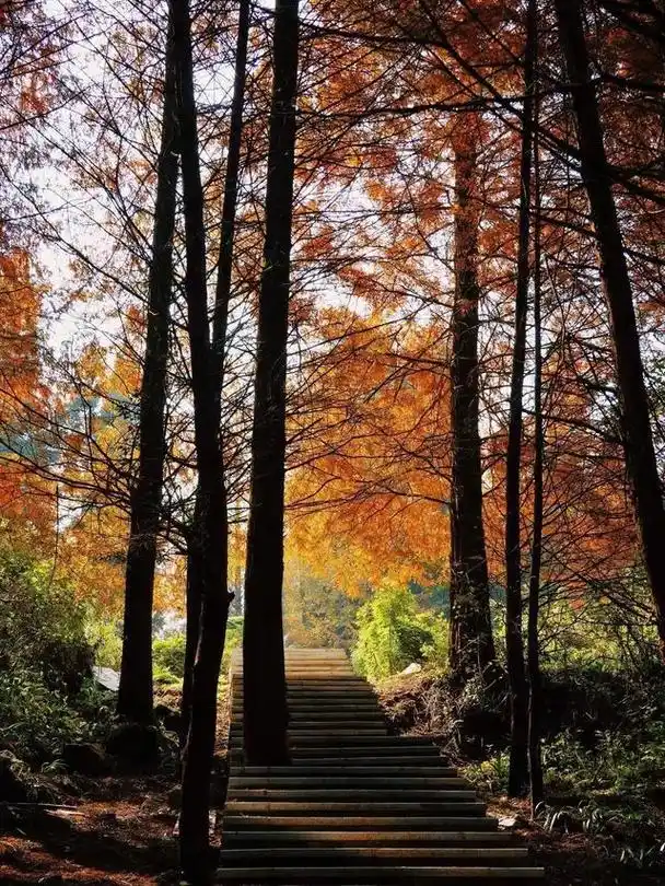 「重庆山王坪」秋韵已至,亲测总结3条游玩路线
