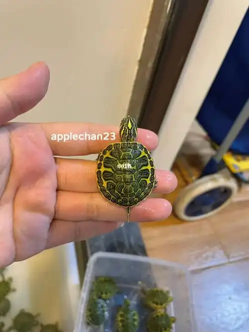 金边翅膀～美美的翅膀仔#养龟  #火焰龟
