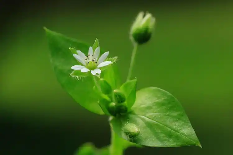 鹅儿草花 (繁缕)