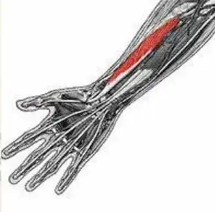 拇短屈肌:作用:弯曲拇指近节指骨(就是指根部位的弯曲)