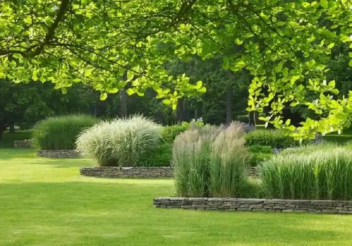 细说景观设计中的观赏草