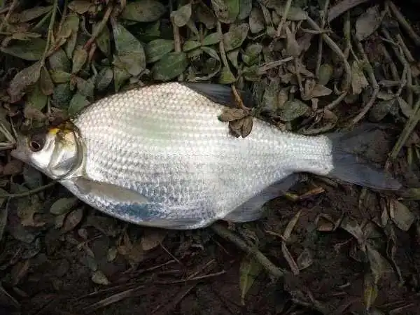 冬天此鱼特别爱聚窝,以至于家中日日鱼满为患