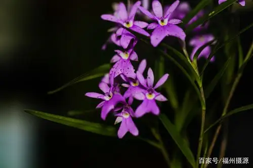 兰花的品种太多了,上一些大家平常少见的,让你大饱眼福