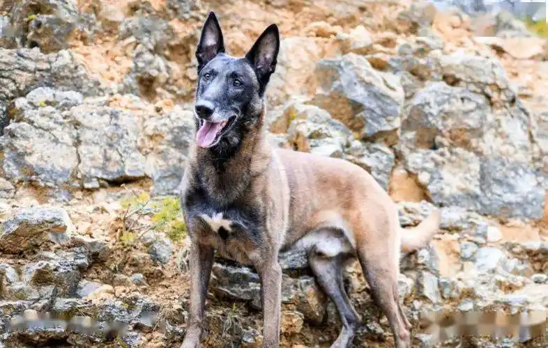 关于马犬白胸白爪的问题不懂的人建议好好看看