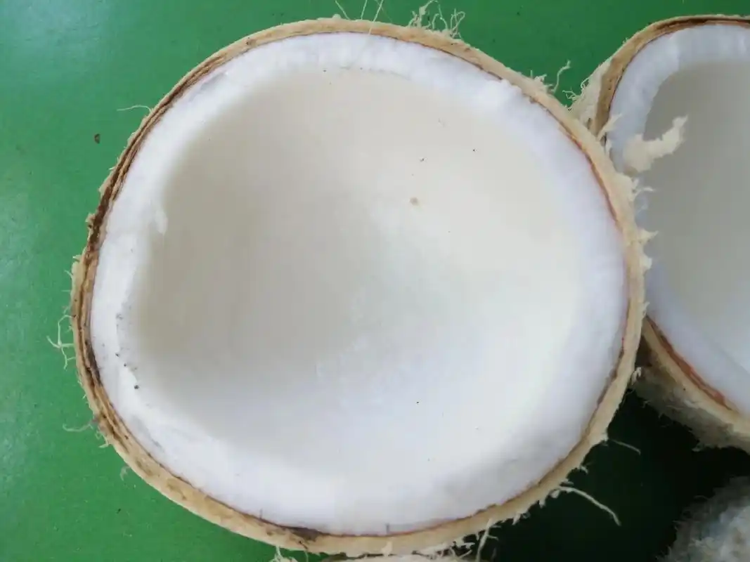 椰肉,招鲜榨椰奶合作!椰肉,用途:鲜榨椰奶,椰蓉食材,富含蛋 - 抖音