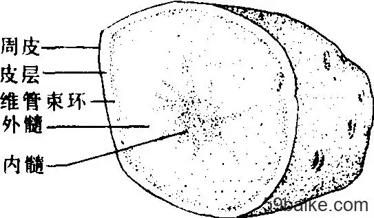 马铃薯 - 农作物百科