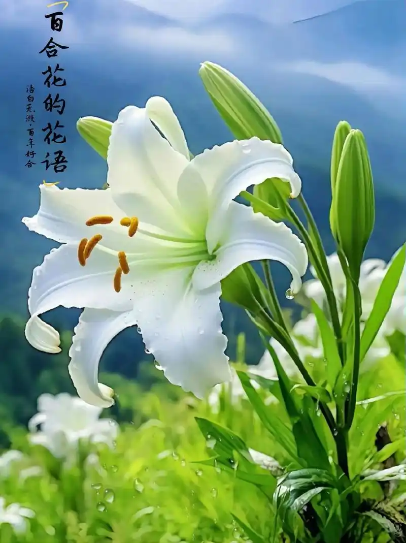 有一种花叫百合花,它的花语是,百 事合意.生命本该如此,充满无尽的