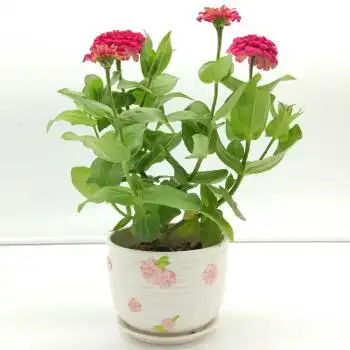 百日红 千日红盆栽 百日草 艳丽草本花卉 露天易养 原土带花发货 白色