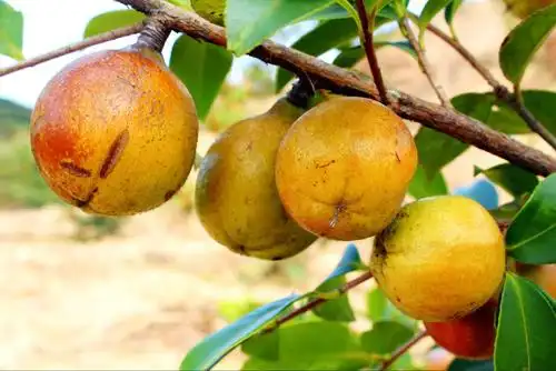 唯茶油为万病之药 写美篇因为它的烟点特别高,220度才冒烟,所以用山茶