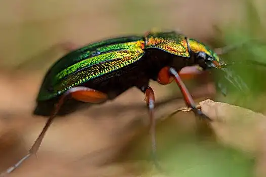 甲虫,棕拉步甲虫,特写