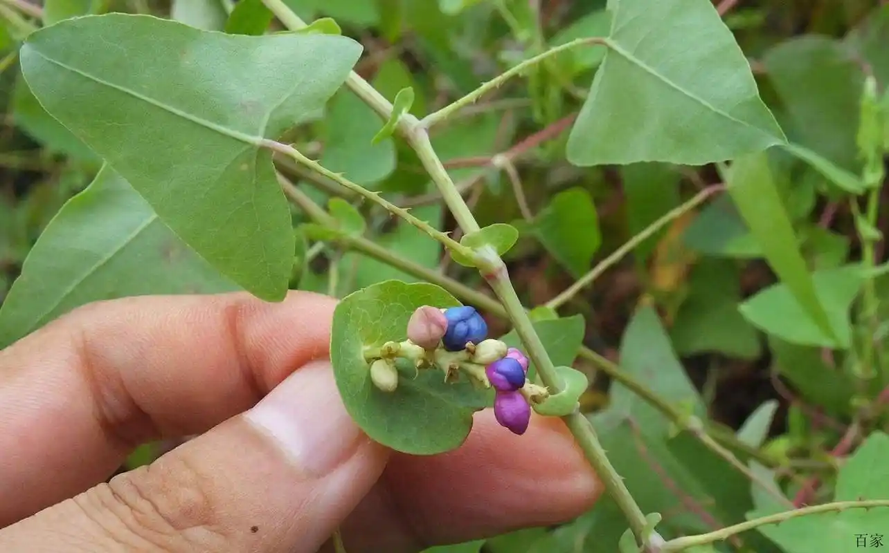 这东西,人称"蛇不过",是中药"珍宝",野外遇见,切勿错过!