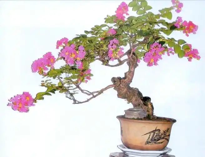 紫薇盆景:艺术与文化的交融之美