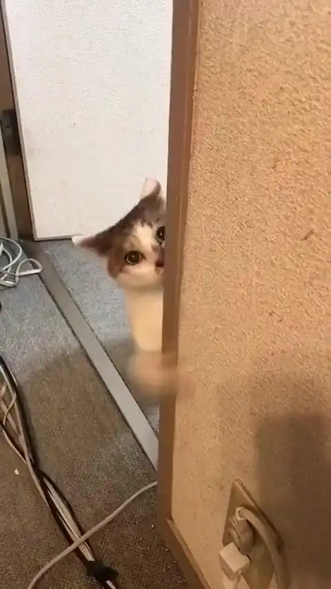 猫在墙边偷瞄了主人一眼就跑这一幕像极了偶像剧