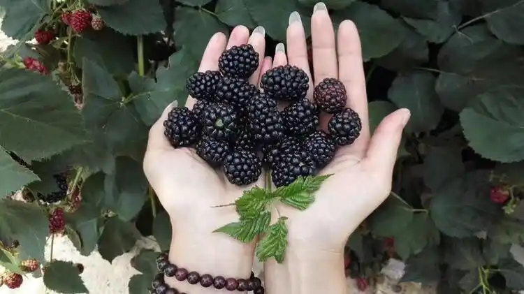 当我第一眼见到黑莓时,感觉就是桑葚,但进一步了解后,便知晓了它的