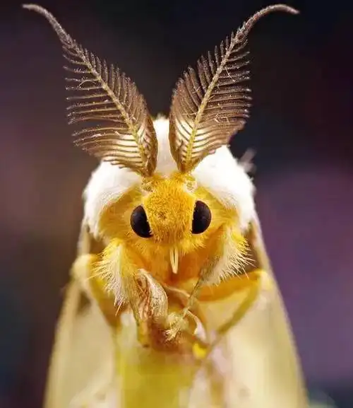 阳光太晃看不清手机蛾子帮你去除诡异的光