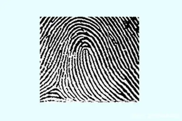 如若你的拇指有这样的纹型: 箕型纹是人类指纹中最常见的纹型,他的