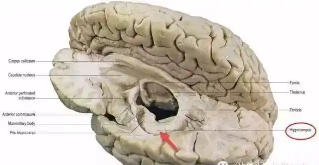 海马体 (hippocampus)