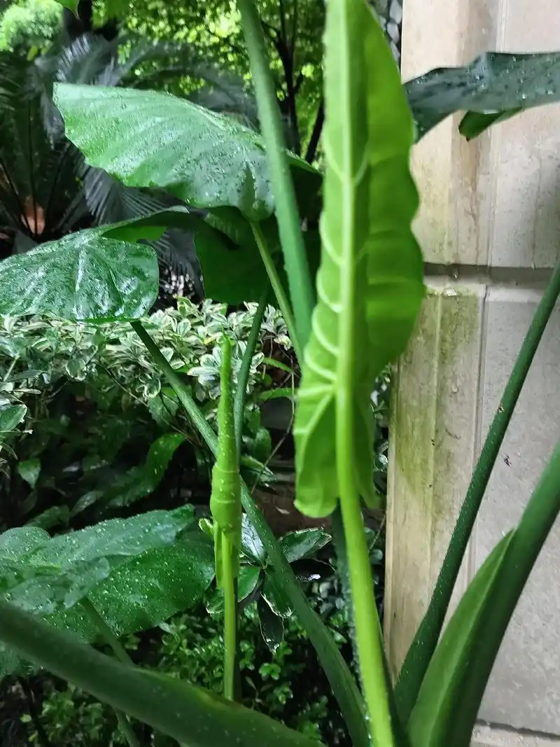 【记录滴水观音】今天发现养在室内的滴水观音已经开始长新叶子了