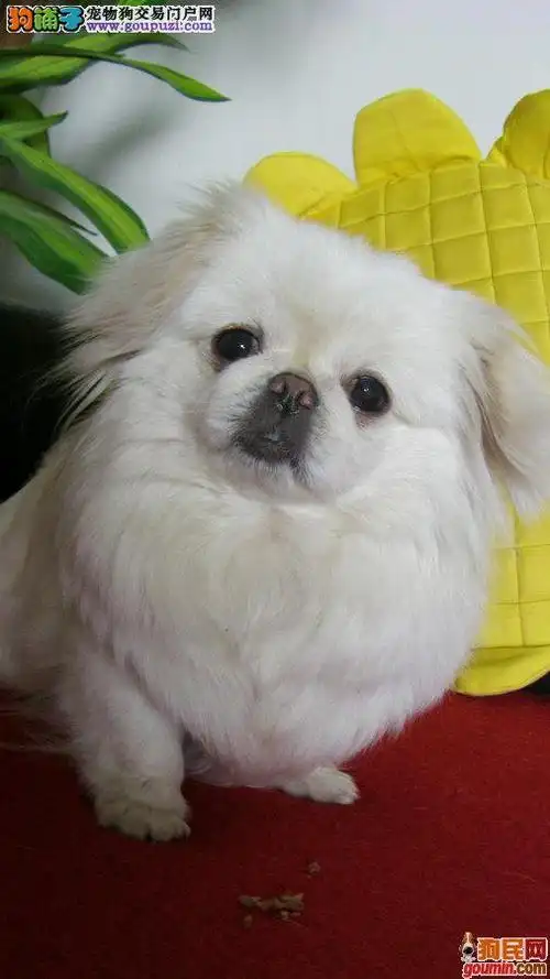 出售纯白色的京巴宝宝健康活泼可爱