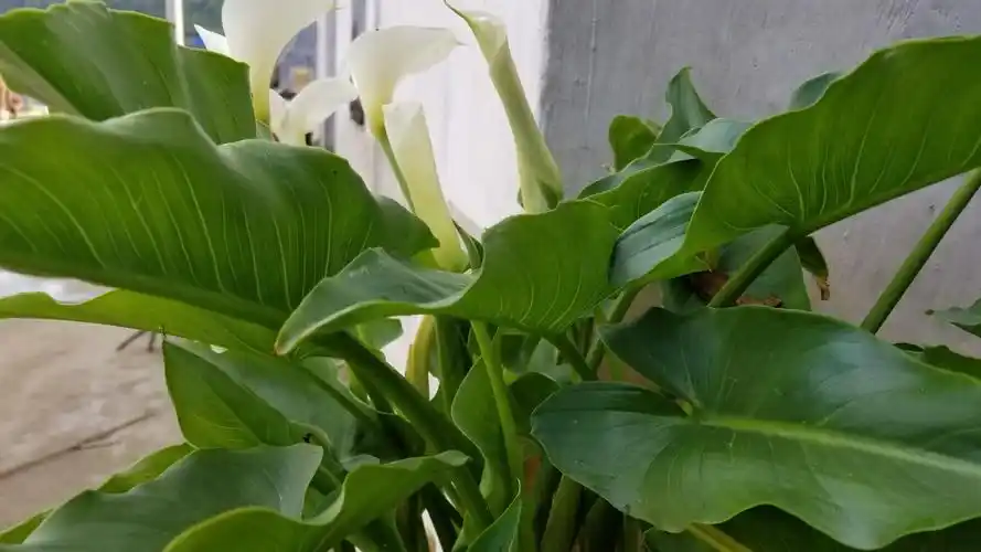 墙角马蹄莲叶绿花白竞相开漫长花期温暖云南春季