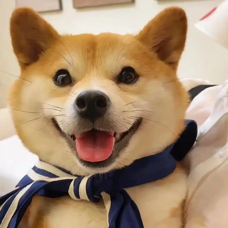 治愈的狗狗头像,喜欢你就带走吧#萌宠#优质头像 - 抖音