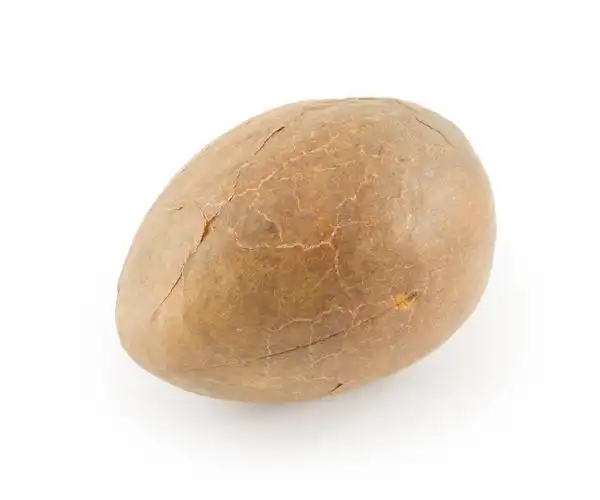 果核图片_果核图片大全_果核图片下载