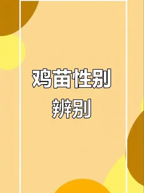 鸡苗性别鉴别技巧,翻肛法最准确!