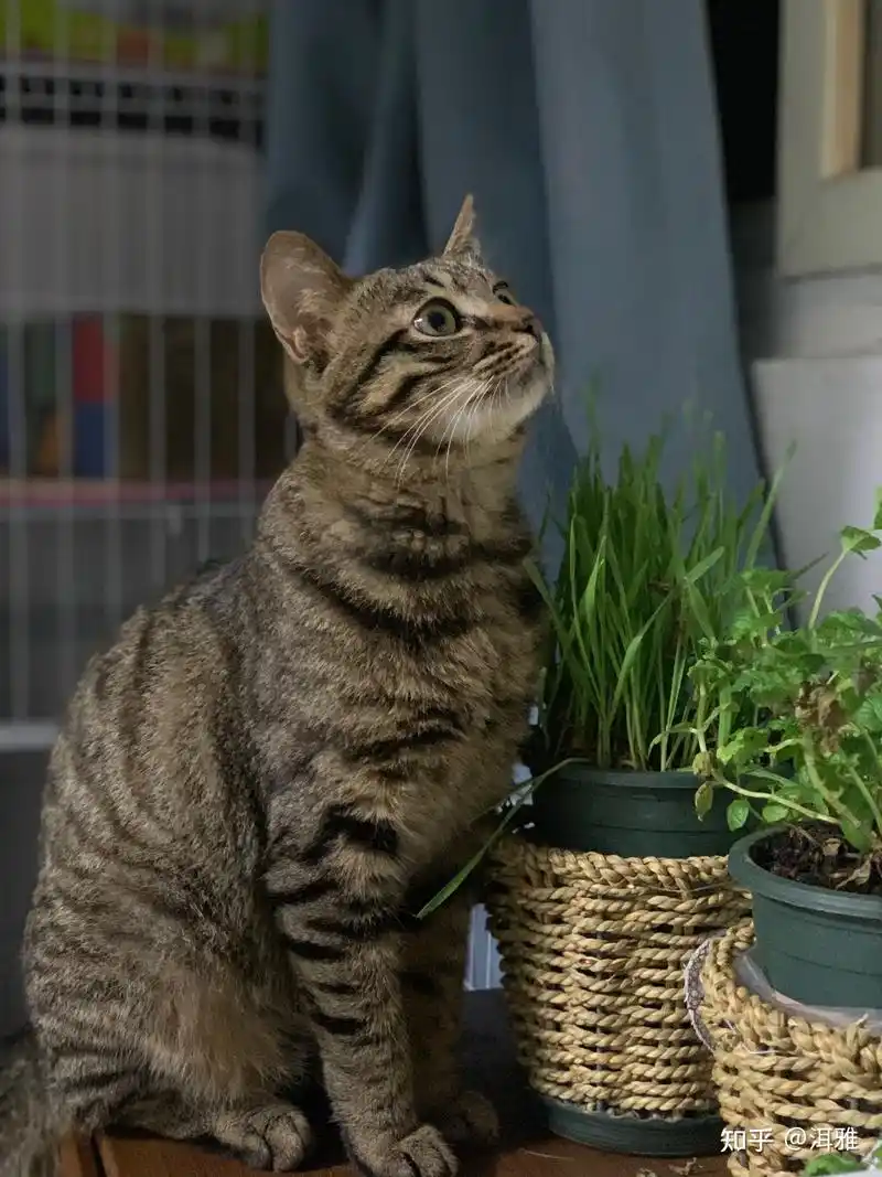 一个多月大的狸花猫该怎么教育它