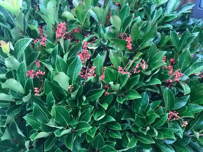 常绿的乔木有哪些(北方城市有了这些常绿植物,冬季依然可见碧绿—赏16